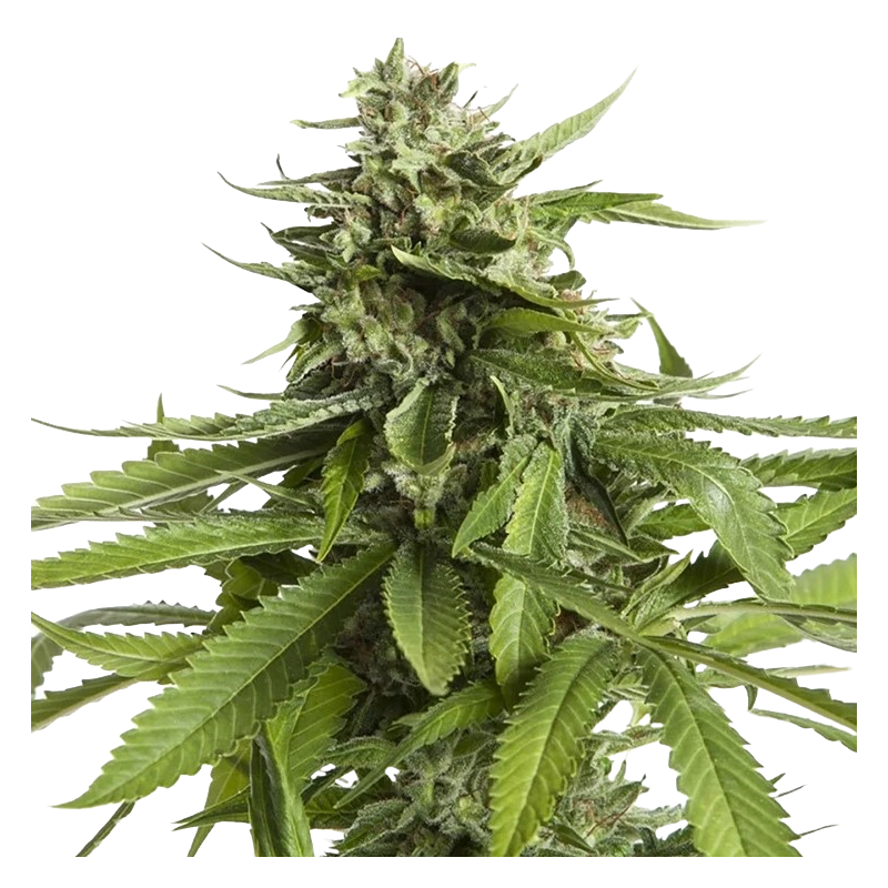 AK-47 Cannabis-Samen – Hybride Sorte mit hohem THC-Gehalt und erdigem Aroma