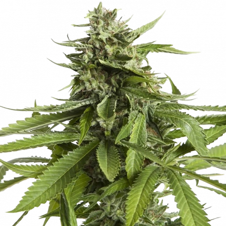 AK-47 Cannabis-Samen – Hybride Sorte mit hohem THC-Gehalt und erdigem Aroma