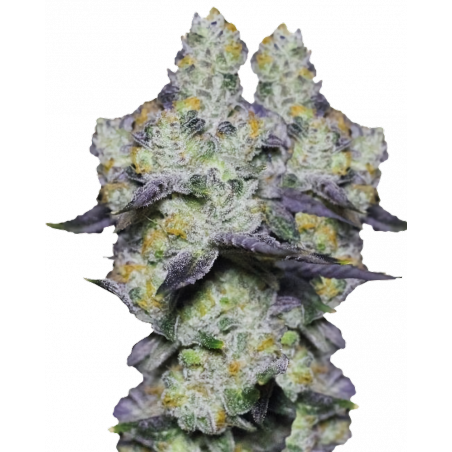 Blue Dream Sherbert Cannabis-Samen – Fruchtiger Sativa-Hybrid mit 25% THC und süßem Aroma