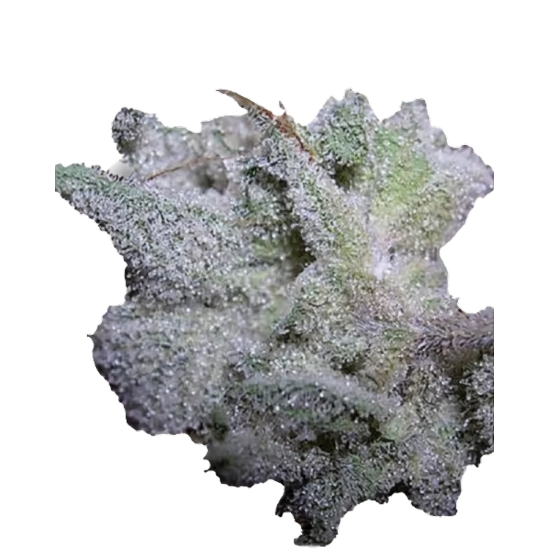 Brain Damage Cannabis-Samen – Indica-dominierter Hybrid mit hohem THC-Gehalt
