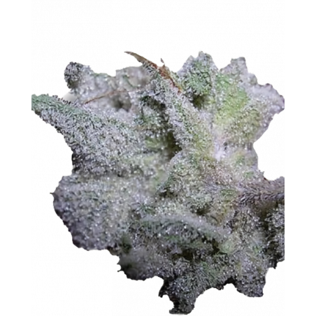 Brain Damage Cannabis-Samen – Indica-dominierter Hybrid mit hohem THC-Gehalt