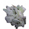 Brain Damage Cannabis-Samen – Indica-dominierter Hybrid mit hohem THC-Gehalt