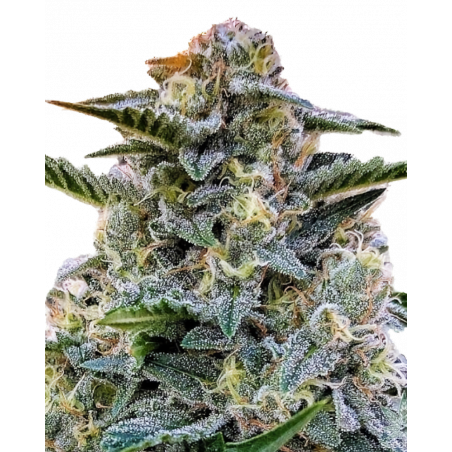 Bruce Banner 3 Cannabis-Samen – Hybrid mit extrem hohem THC-Gehalt und fruchtigem Aroma
