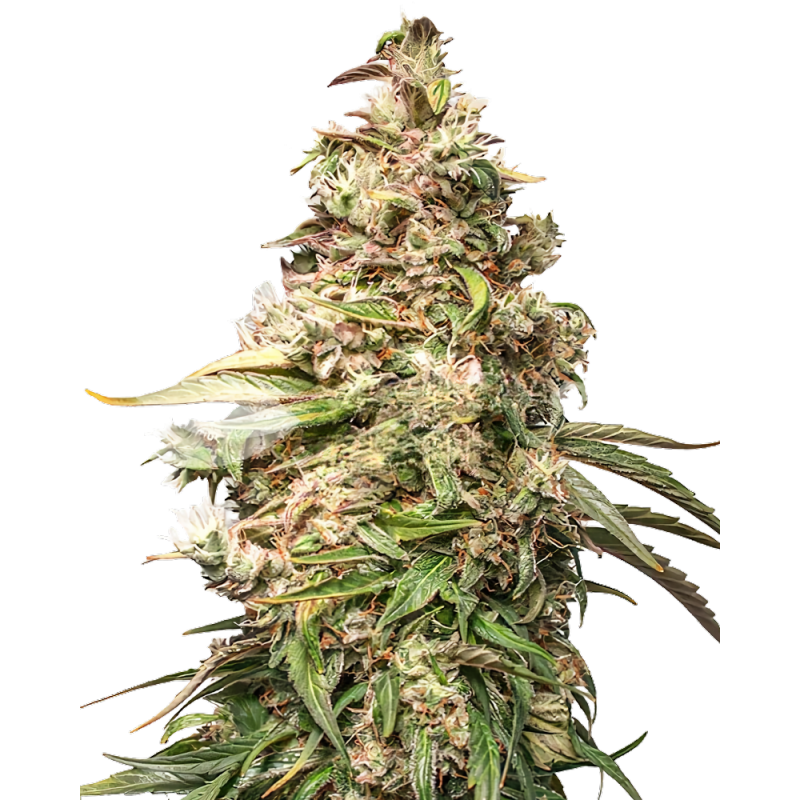 Charlotte’s Dream CBD-Cannabis-Samen – Hoher CBD-Gehalt & fast kein THC
