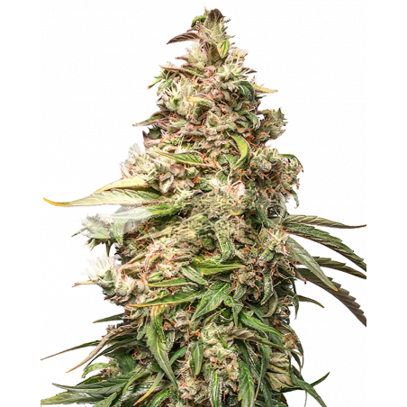 Charlotte’s Dream CBD-Cannabis-Samen – Hoher CBD-Gehalt & fast kein THC