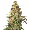 Charlotte’s Dream CBD-Cannabis-Samen – Hoher CBD-Gehalt & fast kein THC