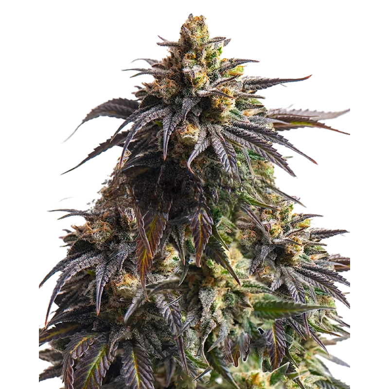 Do-Si-Dos Cannabis-Samen – Indica-Hybrid mit süßem Cookie-Aroma und hohem THC-Gehalt