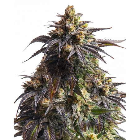 Do-Si-Dos Cannabis-Samen – Indica-Hybrid mit süßem Cookie-Aroma und hohem THC-Gehalt