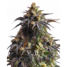 Do-Si-Dos Cannabis-Samen – Indica-Hybrid mit süßem Cookie-Aroma und hohem THC-Gehalt