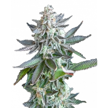 Gelato x Zkittlez Cannabis-Samen – Fruchtiger Hybrid mit tropischem Aroma und hohem THC-Gehalt