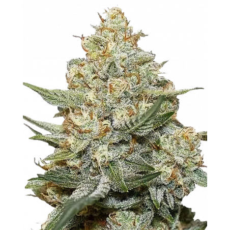 Gorilla Cookies Cannabis-Samen – Starker Hybrid mit süßem Cookie-Aroma und hohem THC-Gehalt