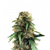 M.A.F. Cannabis-Samen – Indica-dominierter Hybrid mit hohem THC-Gehalt und erdigem Aroma