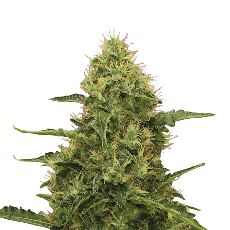 Northern Lights Cannabis-Samen – Legendäre Indica-Sorte mit süß-erdigem Aroma