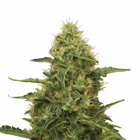Northern Lights Cannabis-Samen – Legendäre Indica-Sorte mit süß-erdigem Aroma