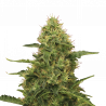 Northern Lights Cannabis-Samen – Legendäre Indica-Sorte mit süß-erdigem Aroma