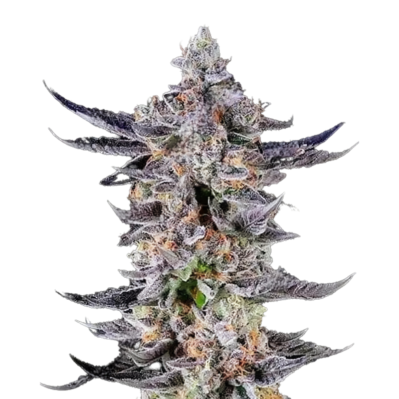 Platinum Mimosa Cookies Cannabis-Samen – Fruchtig-zitrus Hybrid mit süßem Aroma & hoher Potenz