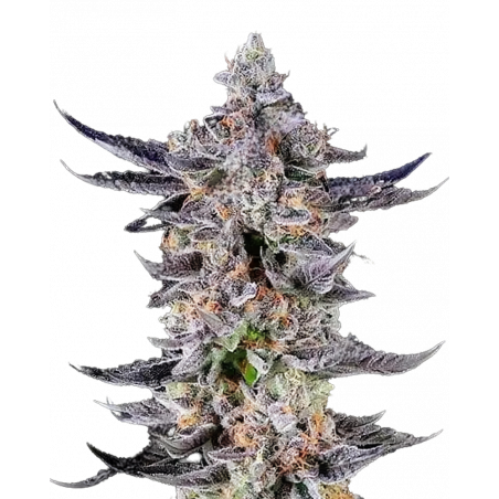 Platinum Mimosa Cookies Cannabis-Samen – Fruchtig-zitrus Hybrid mit süßem Aroma & hoher Potenz