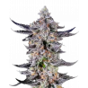 Platinum Mimosa Cookies Cannabis-Samen – Fruchtig-zitrus Hybrid mit süßem Aroma & hoher Potenz