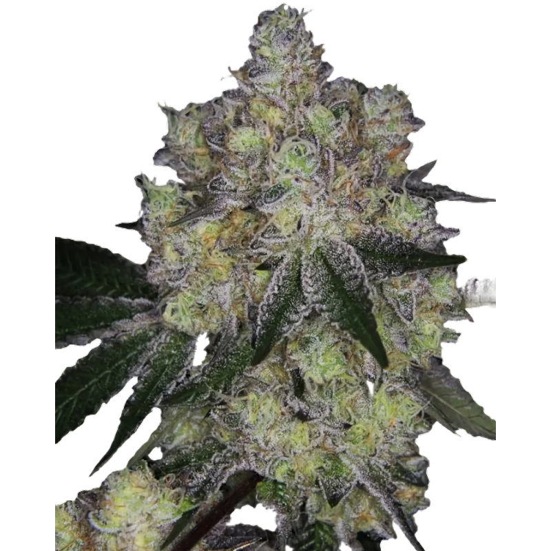 Purple Dosi Punch Cannabis-Samen – Indica-Hybrid mit beerigem Aroma & hoher Potenz