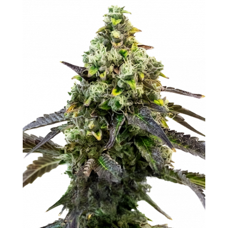 RS11 Cannabis-Samen kaufen – Fruchtig-süßer Hybrid mit hohem THC-Gehalt