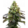 RS11 Cannabis-Samen kaufen – Fruchtig-süßer Hybrid mit hohem THC-Gehalt