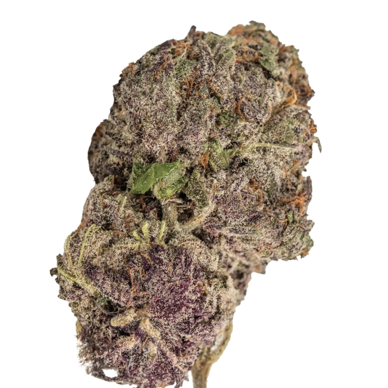 Ultra Violet GMO Cannabis-Samen – Indica-Hybrid mit würzig-fruchtigem Aroma und hoher Potenz