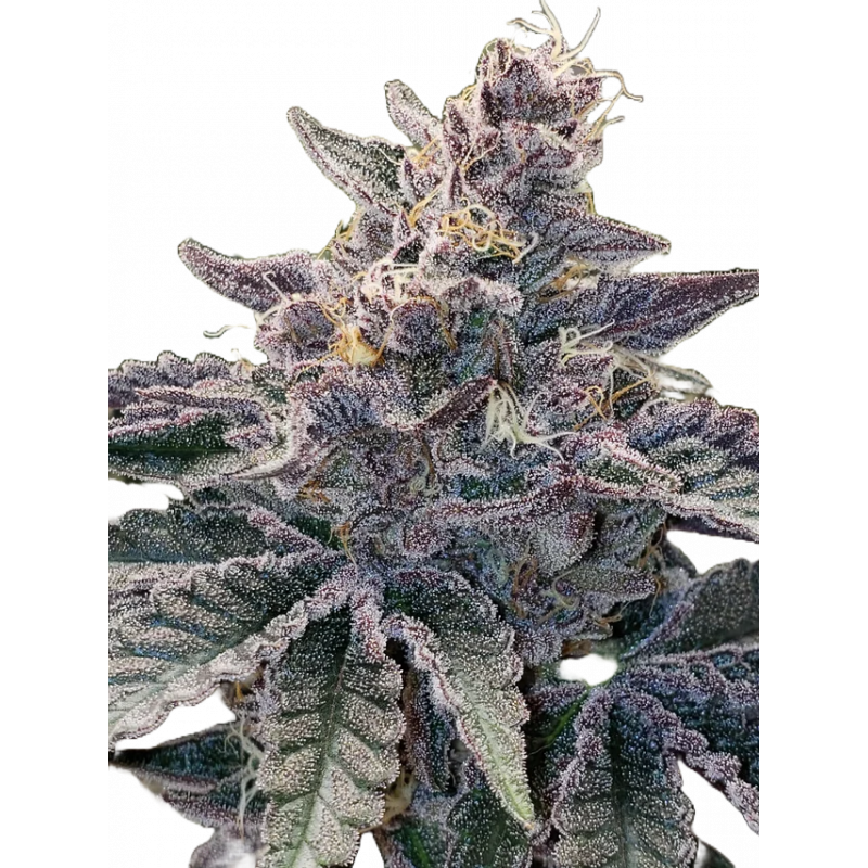 Wedding Cake x Purple Punch Cannabis-Samen – Hybrid mit süßem Aroma & hoher Potenz