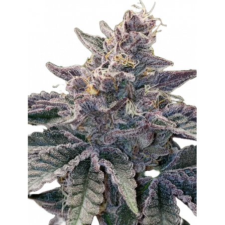 Wedding Cake x Purple Punch Cannabis-Samen – Hybrid mit süßem Aroma & hoher Potenz