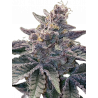 Wedding Cake x Purple Punch Cannabis-Samen – Hybrid mit süßem Aroma & hoher Potenz