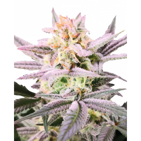 Watermelon Wedding Cake Cannabis-Samen – Fruchtig-süßer Hybrid mit hohem THC-Gehalt