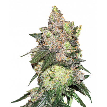 Girl Scout Cookies Cannabissamen con Mr. Green