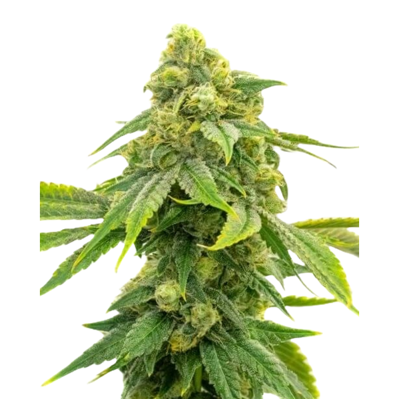 Alien OG Cannabissamen con Mr. Green