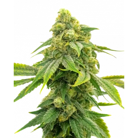Alien OG Cannabissamen con Mr. Green