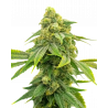 Alien OG Cannabissamen con Mr. Green