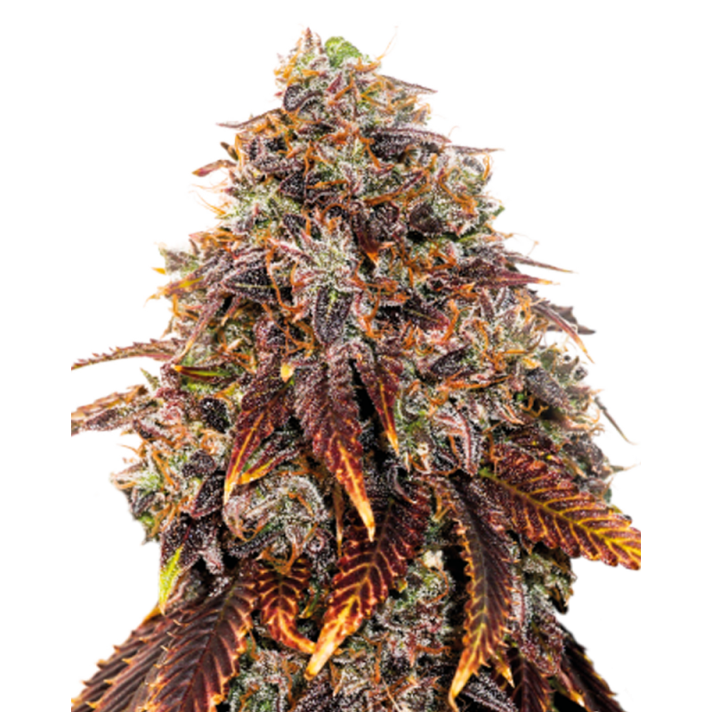 Alien OG Cannabissamen con Mr. Green