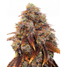 Alien OG Cannabissamen con Mr. Green