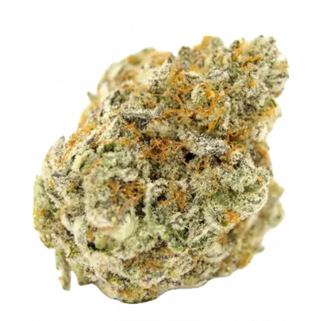 Forbidden Runtz Double XL Auto Cannabissamen con Mr. Green