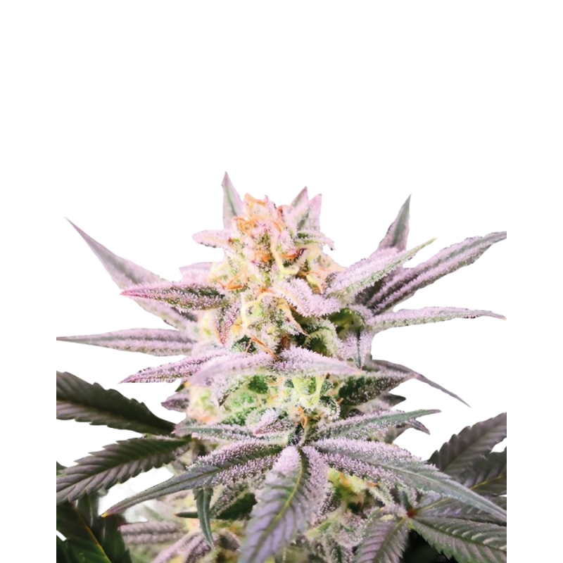 Watermelon Wedding Cake Double XL Auto Cannabissamen con Mr. Green