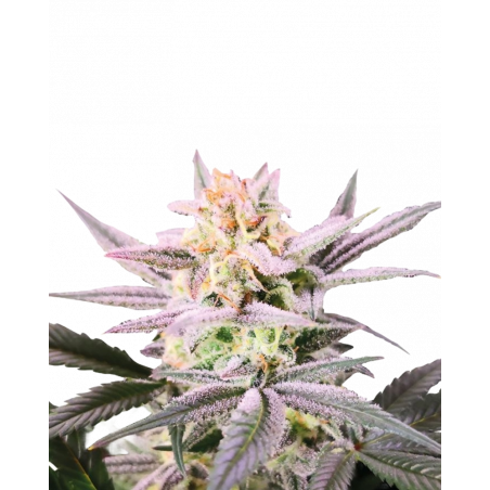 Watermelon Wedding Cake Double XL Auto Cannabissamen con Mr. Green