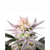 Watermelon Wedding Cake Double XL Cannabis-Samen mit süß-fruchtigem Wassermelonenaroma