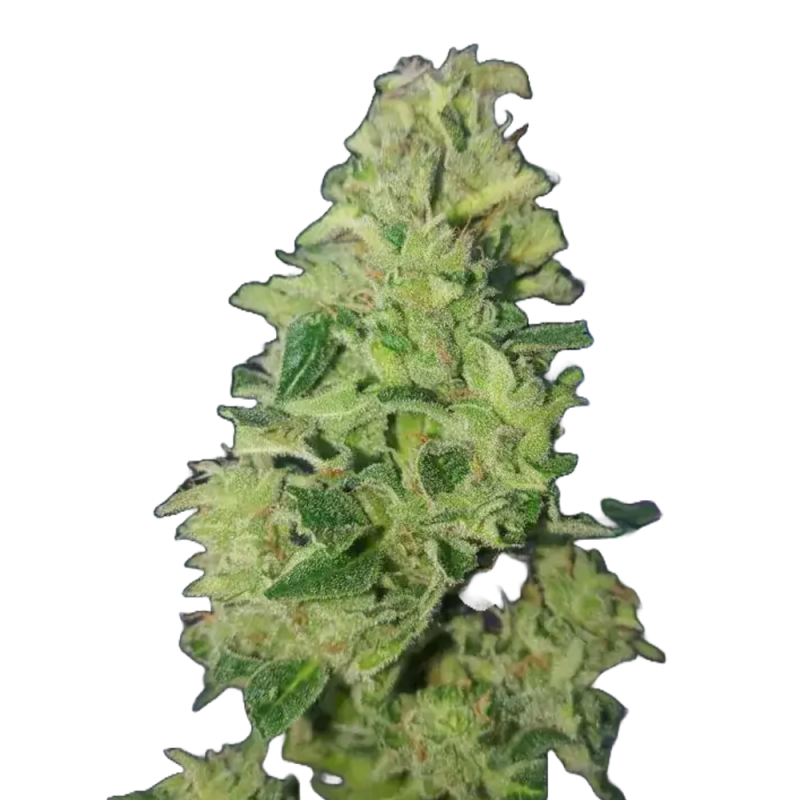 Tropical cookies Double XL Auto Cannabissamen con Mr. Green