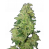Tropical Cookies Double XL Cannabis-Samen mit tropisch-süßem Aroma und XXL-Ertrag
