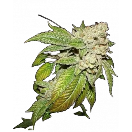 Larry OG Auto Cannabissamen con Mr. Green