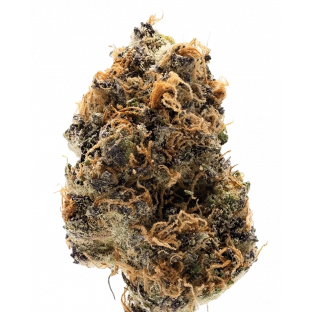 Watermelon Punch Autoflower Cannabis Samen – Fruchtiges Wassermelonenaroma & entspannende Wirkung.