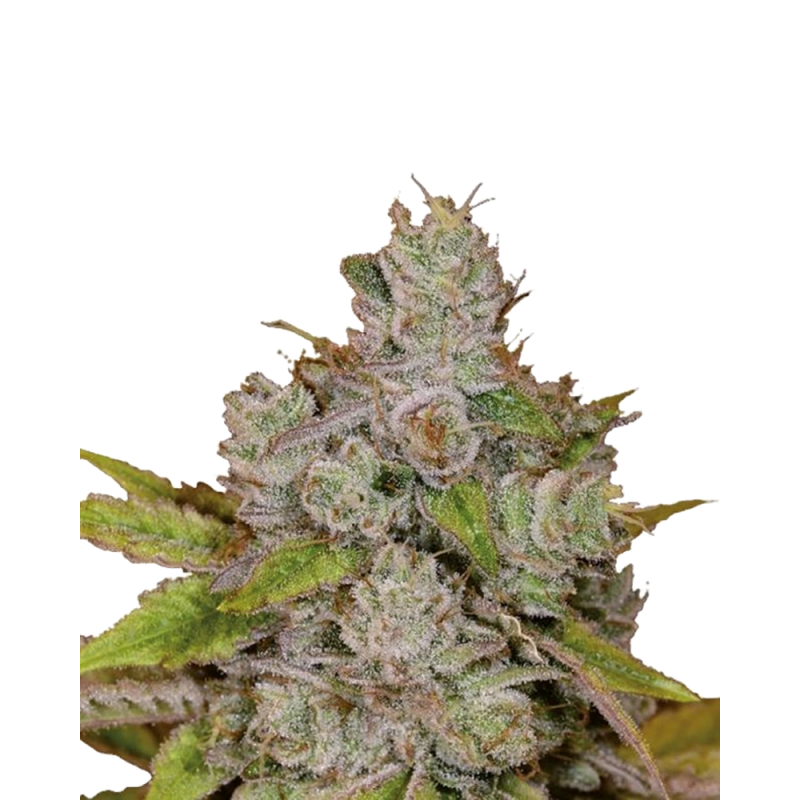 Monkey Glue Auto Cannabis Samen kaufen – Gorilla Glue Genetik mit intensivem Aroma und hoher THC-Potenz.