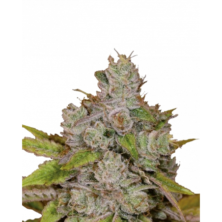 Monkey Glue Auto Cannabis Samen kaufen – Gorilla Glue Genetik mit intensivem Aroma und hoher THC-Potenz.
