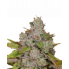 Monkey Glue Auto Cannabis Samen kaufen – Gorilla Glue Genetik mit intensivem Aroma und hoher THC-Potenz.