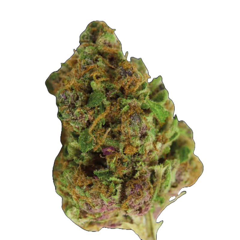 Red Banana Berry Double XL Autoflower Cannabis Samen – Fruchtiges Aroma & XXL-Erträge. Bei Mr. Green kaufen