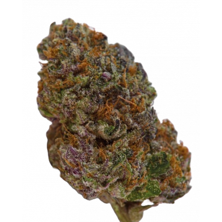 Blue Dream Sherbet Autoflower Cannabis Samen – fruchtig-süßes Aroma & kreatives High. Bei Mr. Green online kaufen.