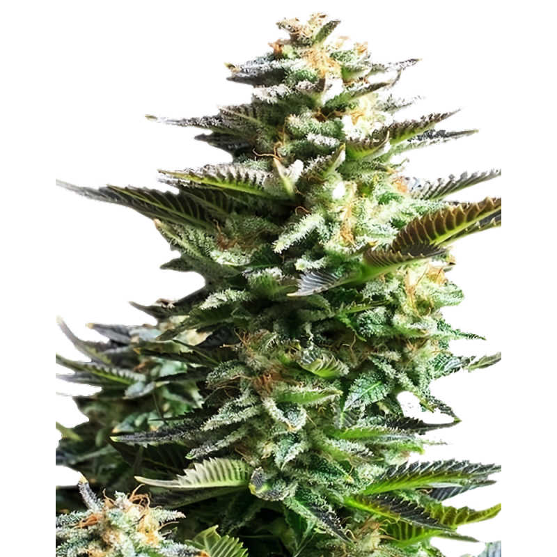 Amnesia Cannabis Samen – Sativa-dominierte Sorte mit hohem THC-Gehalt und zitrusartigem Aroma. Bei Mr. Green kaufen